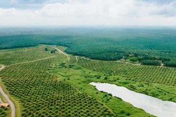 Aerial view of an oil palm estate: rows of young palms either side of an estate road, a pond, and mature palms running to the horizon.