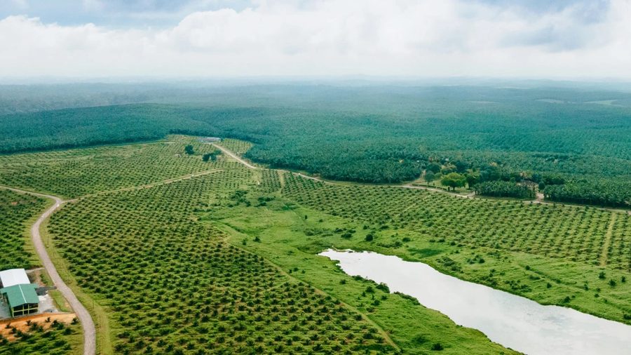 Aerial view of an oil palm estate: rows of young palms either side of an estate road, a pond, and mature palms running to the horizon.