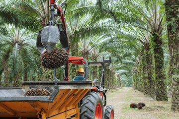 A harvester in a hard hat at the controls of a tractor, its grab lifting a bunch of oil palm fruit into the trailer, between rows of mature palms.