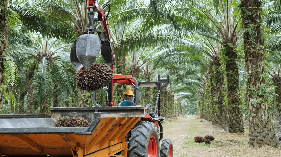 A harvester in a hard hat at the controls of a tractor, its grab lifting a bunch of oil palm fruit into the trailer, between rows of mature palms.