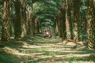A tractor coming down a shaded track between rows of tall oil palms.