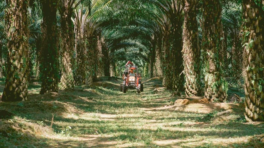 A tractor coming down a shaded track between rows of tall oil palms.